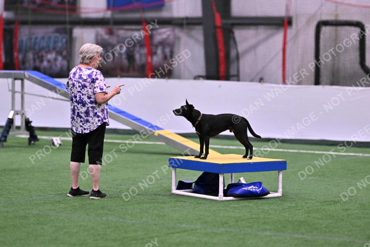 Flash-Robin-Gray-07464