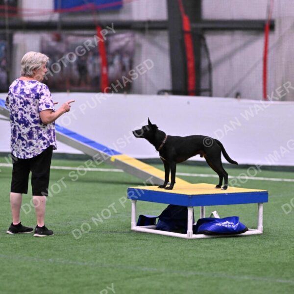 Flash-Robin-Gray-07464