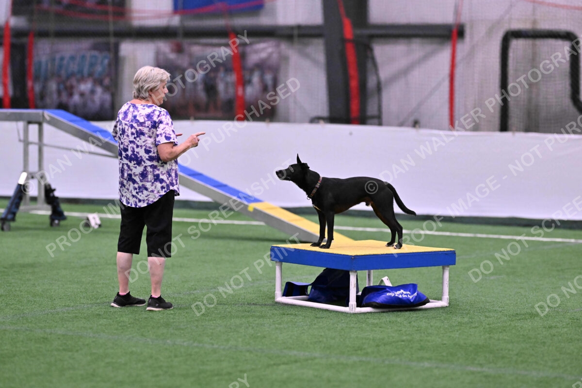 Flash-Robin-Gray-07469