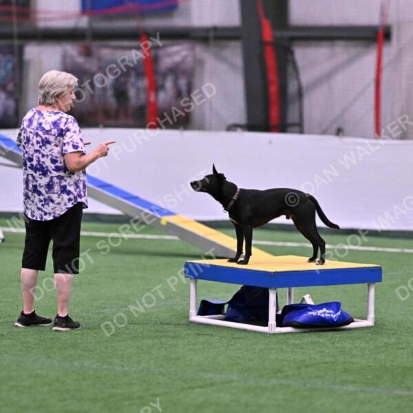 Flash-Robin-Gray-07469