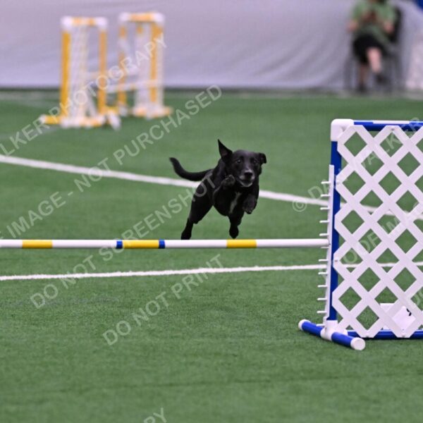 Flash-Robin-Gray-07472