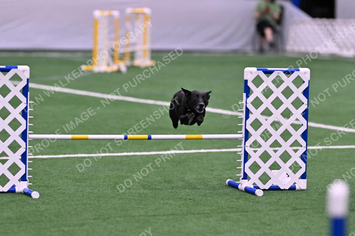 Flash-Robin-Gray-07473