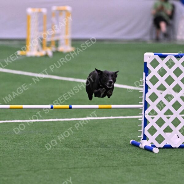 Flash-Robin-Gray-07473