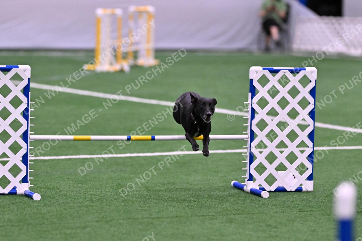 Flash-Robin-Gray-07474