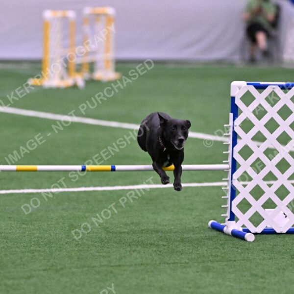 Flash-Robin-Gray-07474