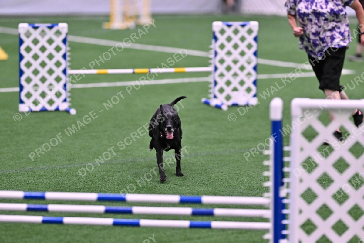 Flash-Robin-Gray-07475