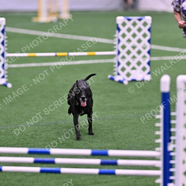 Flash-Robin-Gray-07475