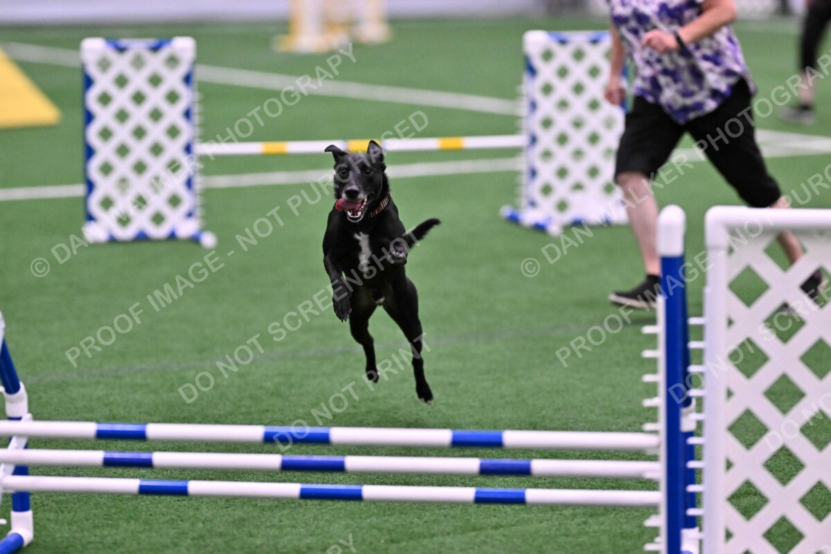 Flash-Robin-Gray-07477