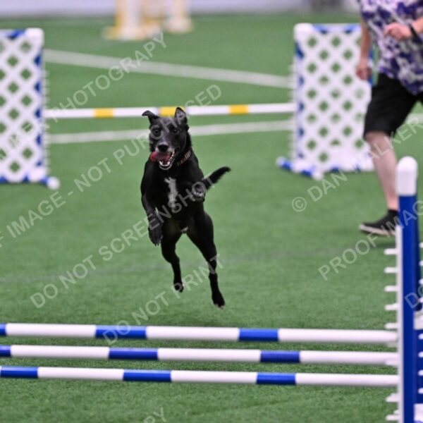 Flash-Robin-Gray-07477