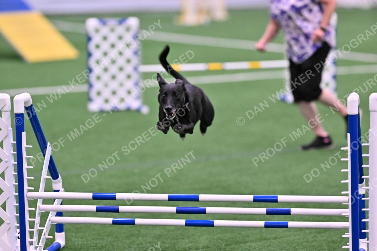 Flash-Robin-Gray-07480