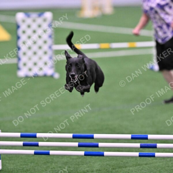 Flash-Robin-Gray-07480