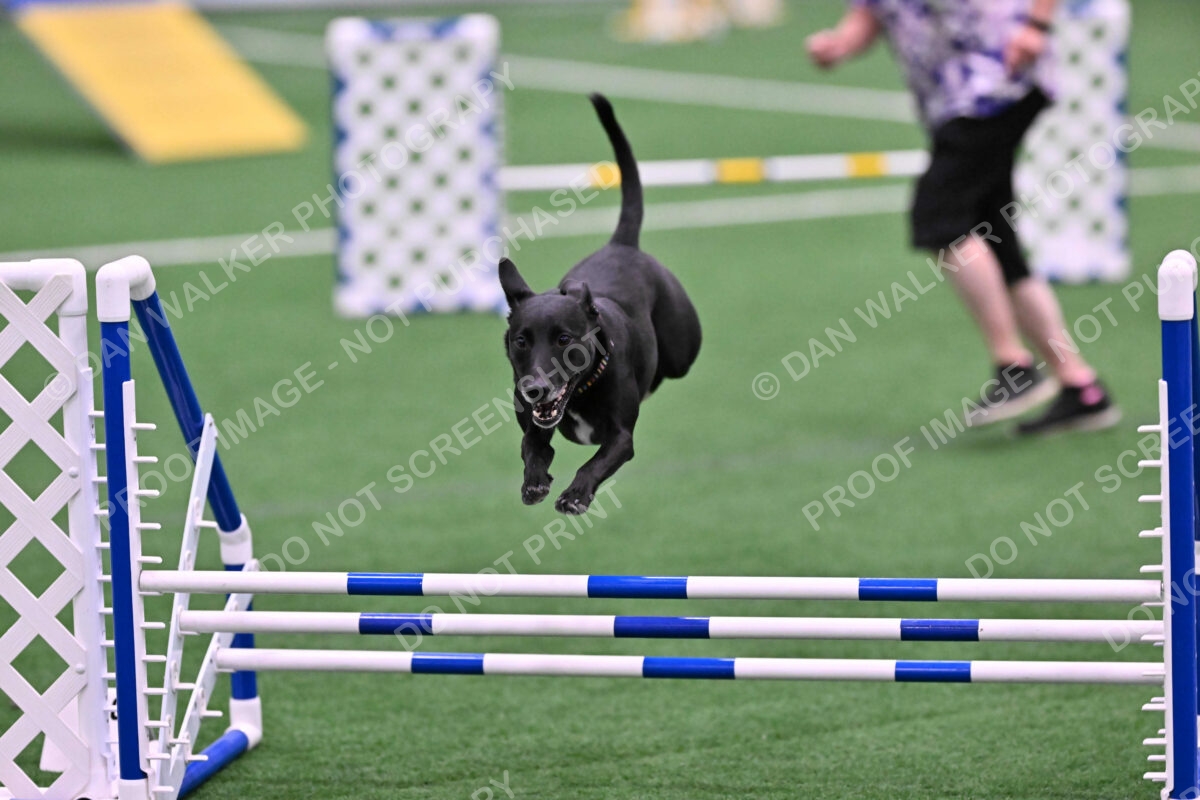 Flash-Robin-Gray-07481