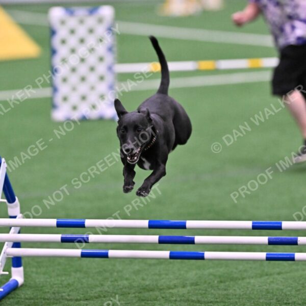 Flash-Robin-Gray-07481