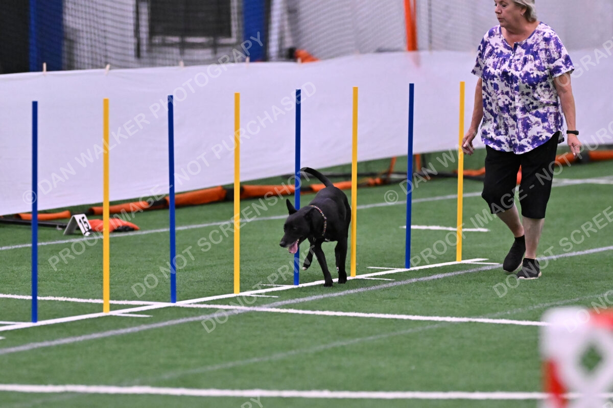 Flash-Robin-Gray-07483