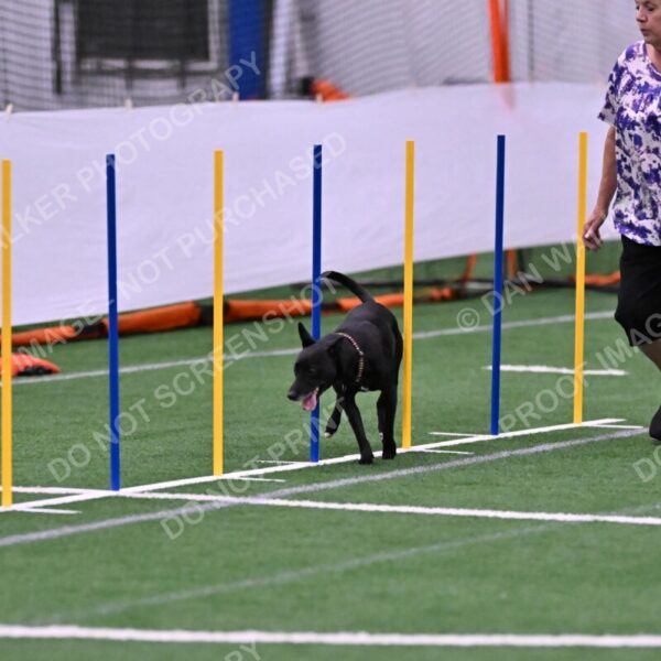 Flash-Robin-Gray-07483