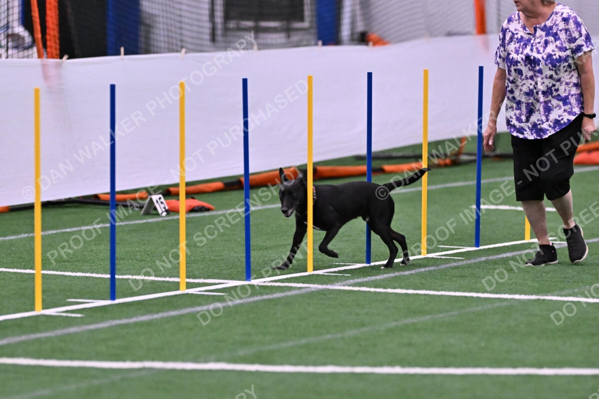 Flash-Robin-Gray-07487