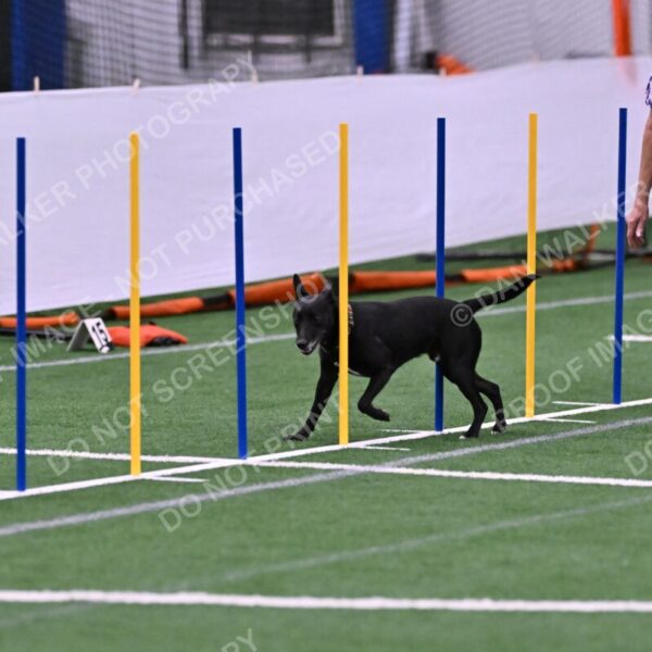 Flash-Robin-Gray-07487