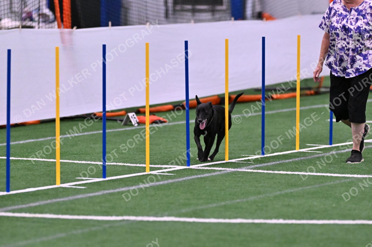 Flash-Robin-Gray-07489