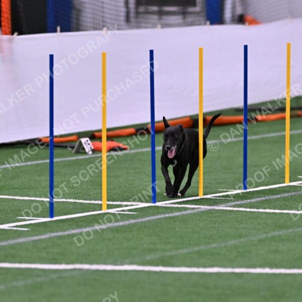 Flash-Robin-Gray-07489