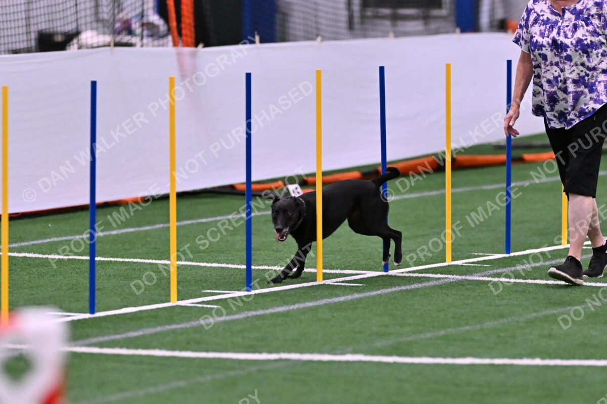 Flash-Robin-Gray-07495