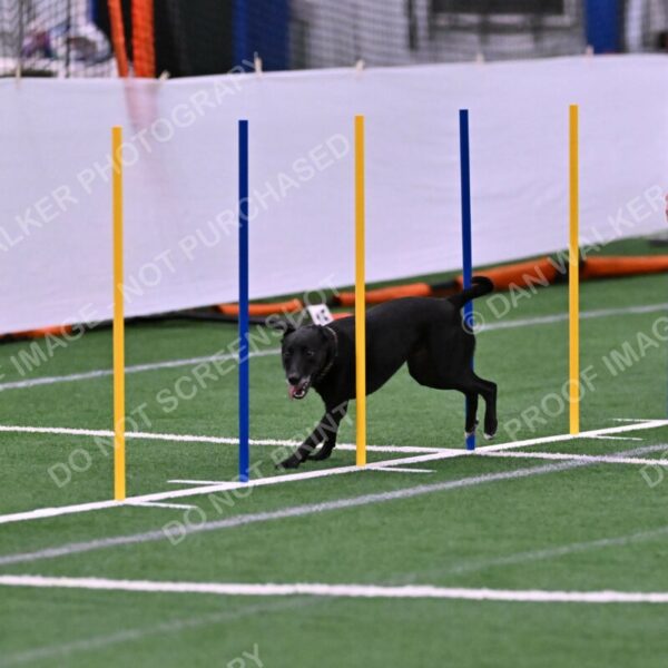 Flash-Robin-Gray-07495