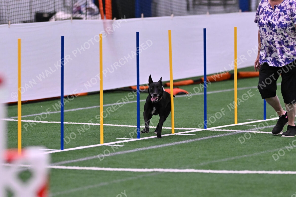 Flash-Robin-Gray-07497