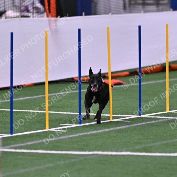 Flash-Robin-Gray-07497