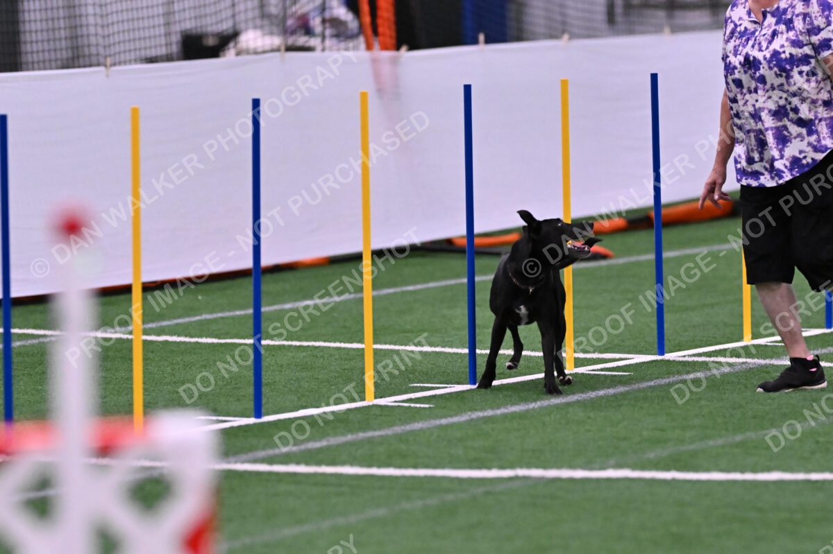 Flash-Robin-Gray-07499