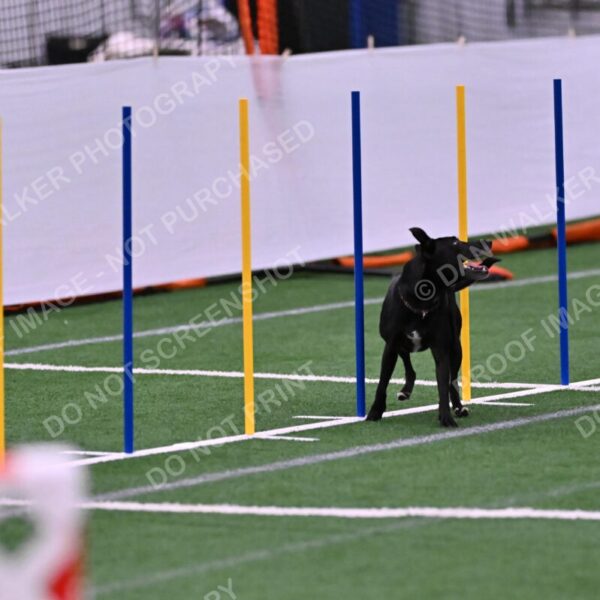 Flash-Robin-Gray-07499