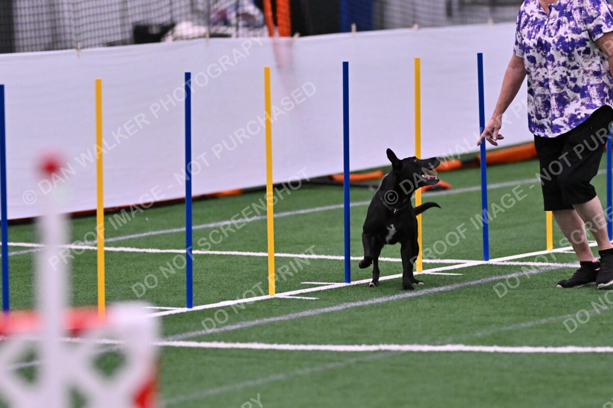 Flash-Robin-Gray-07500