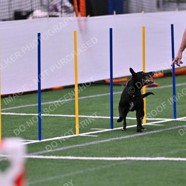 Flash-Robin-Gray-07500