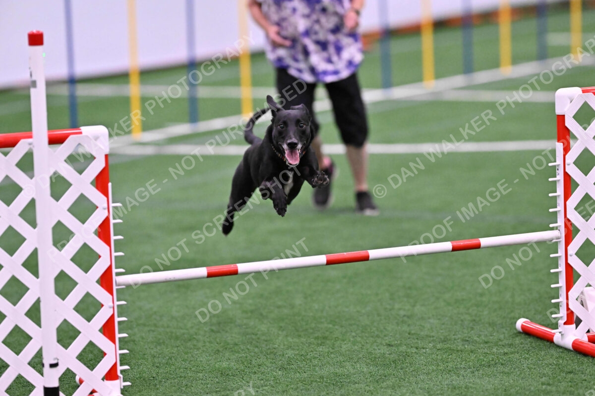 Flash-Robin-Gray-07501