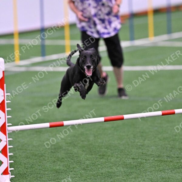 Flash-Robin-Gray-07501