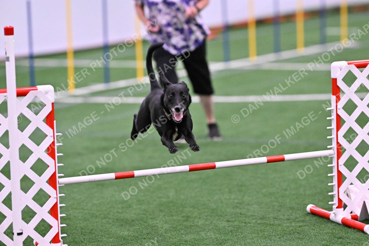 Flash-Robin-Gray-07502