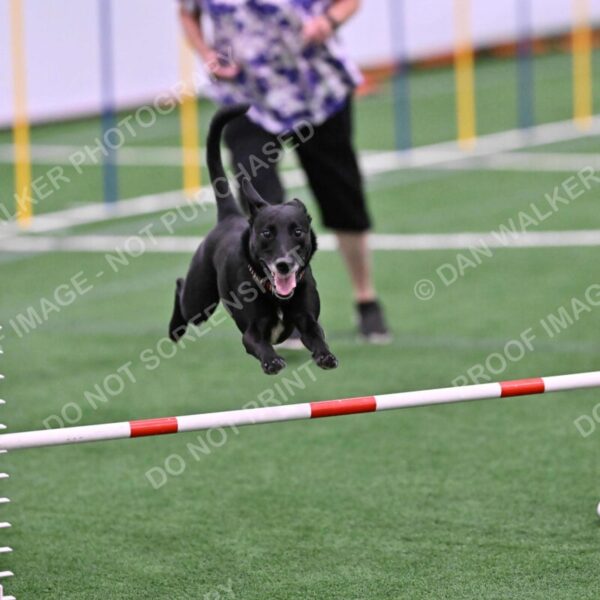 Flash-Robin-Gray-07502