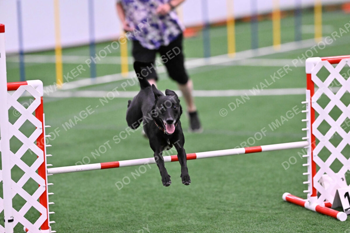 Flash-Robin-Gray-07503