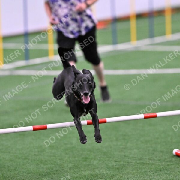 Flash-Robin-Gray-07503