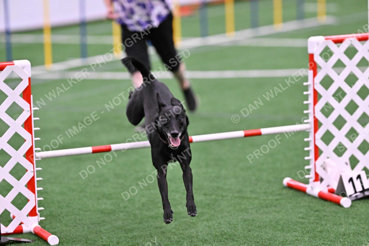 Flash-Robin-Gray-07504