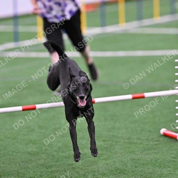 Flash-Robin-Gray-07504