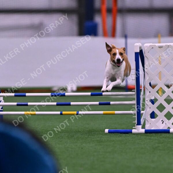 Galadocious-Jeanne-Fogarty-06284