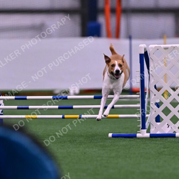 Galadocious-Jeanne-Fogarty-06285