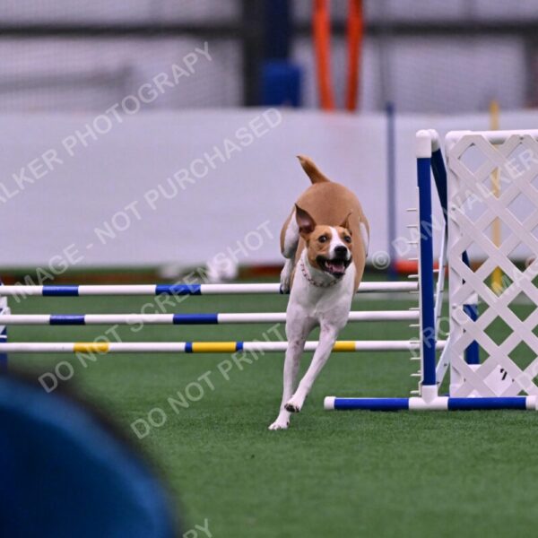 Galadocious-Jeanne-Fogarty-06286