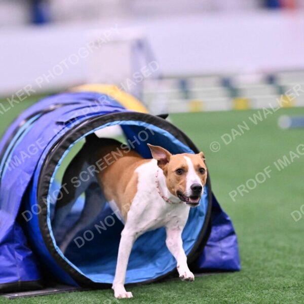 Galadocious-Jeanne-Fogarty-06292