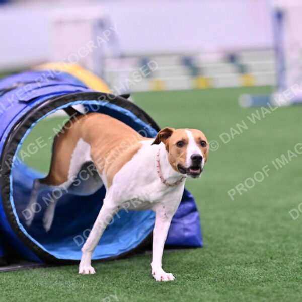 Galadocious-Jeanne-Fogarty-06293