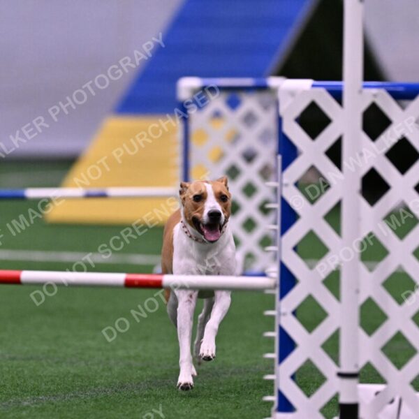 Galadocious-Jeanne-Fogarty-06295