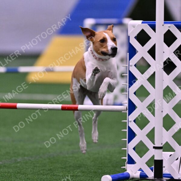 Galadocious-Jeanne-Fogarty-06300