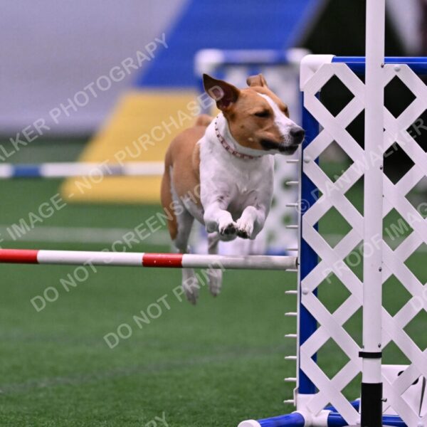 Galadocious-Jeanne-Fogarty-06301