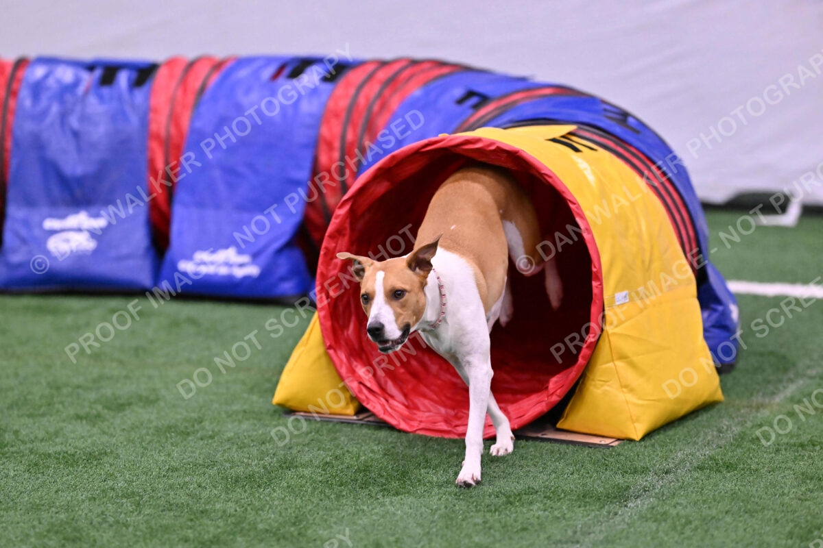 Galadocious-Jeanne-Fogarty-06310