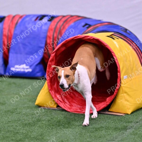 Galadocious-Jeanne-Fogarty-06310