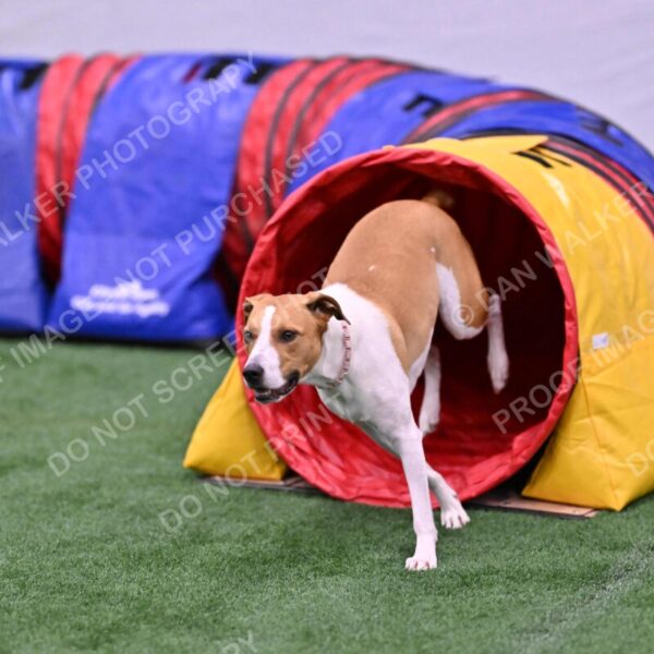 Galadocious-Jeanne-Fogarty-06311